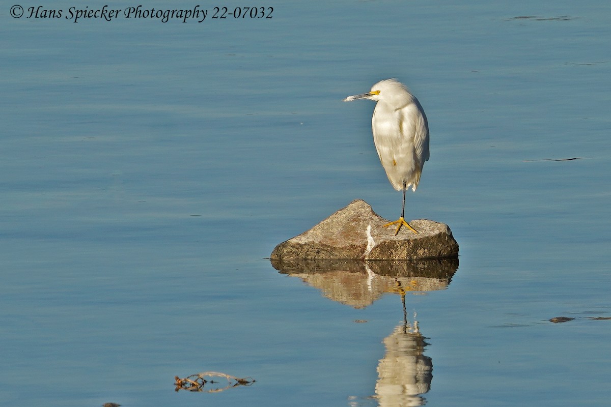 Snowy Egret - ML411594641