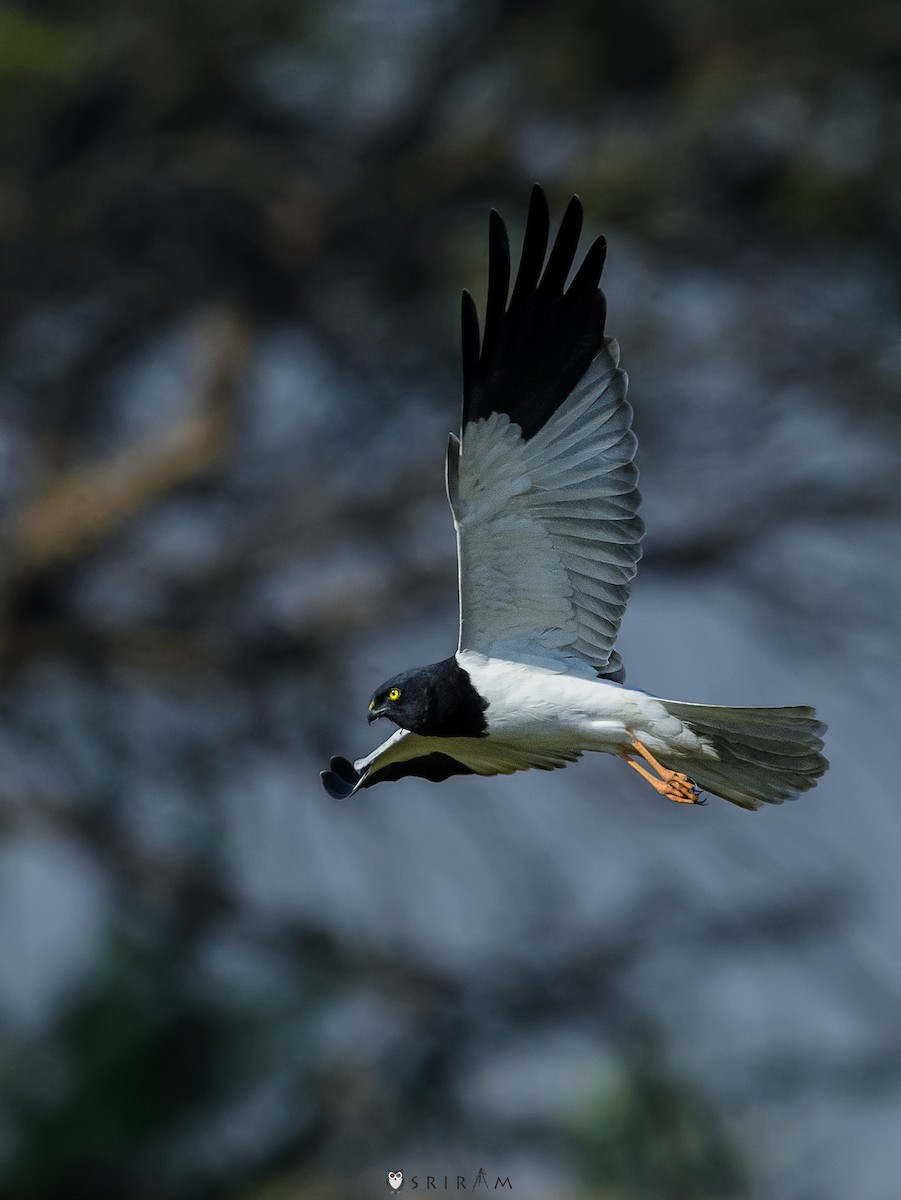 Pied Harrier - ML411595741