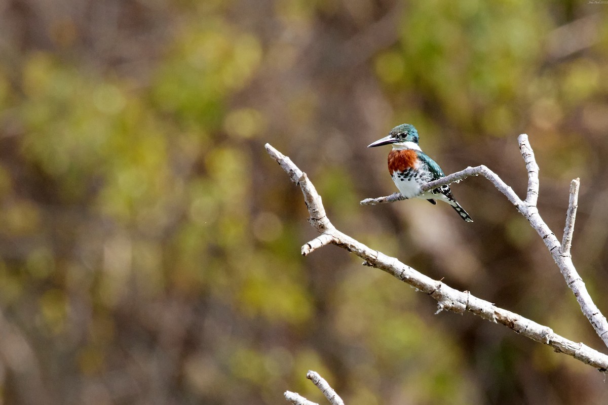 Green Kingfisher - ML411596681