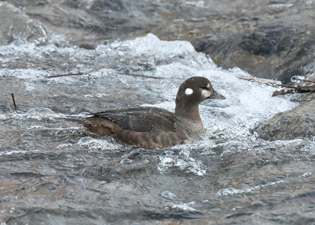 Harlequin Duck - ML411598991