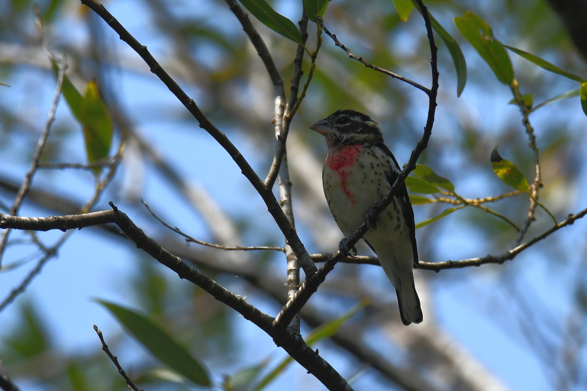 Rose-breasted Grosbeak - ML411600601