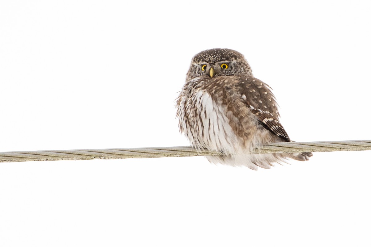 Eurasian Pygmy-Owl - Grigory Evtukh