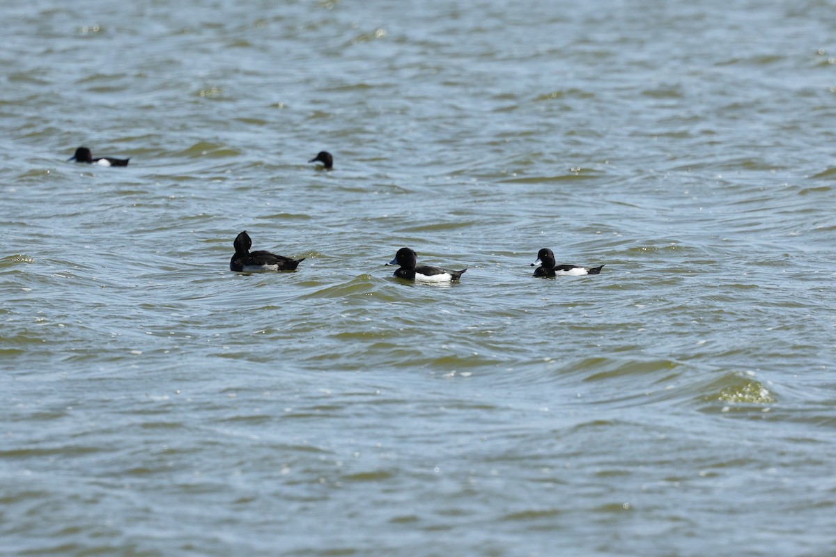 Tufted Duck - ML411603901