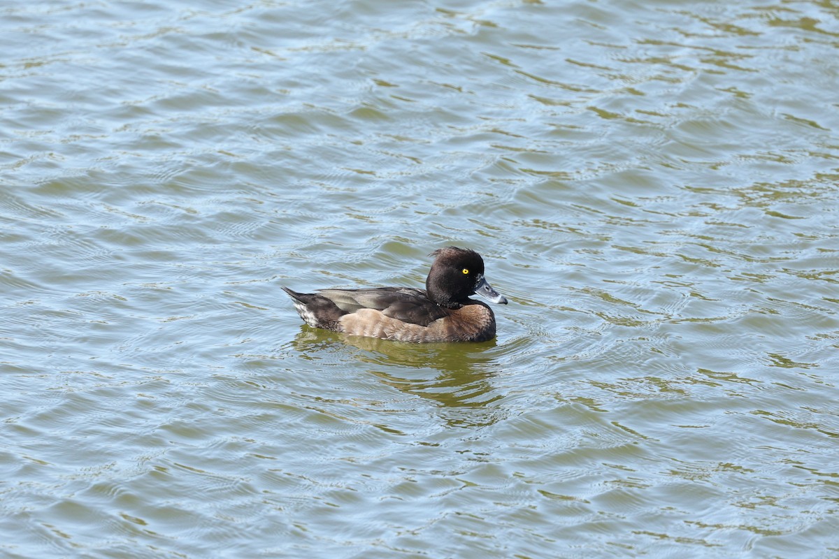 Tufted Duck - ML411603931