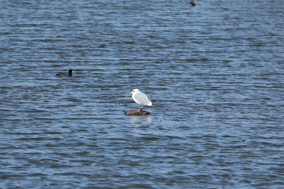 Herring Gull - ML411604281