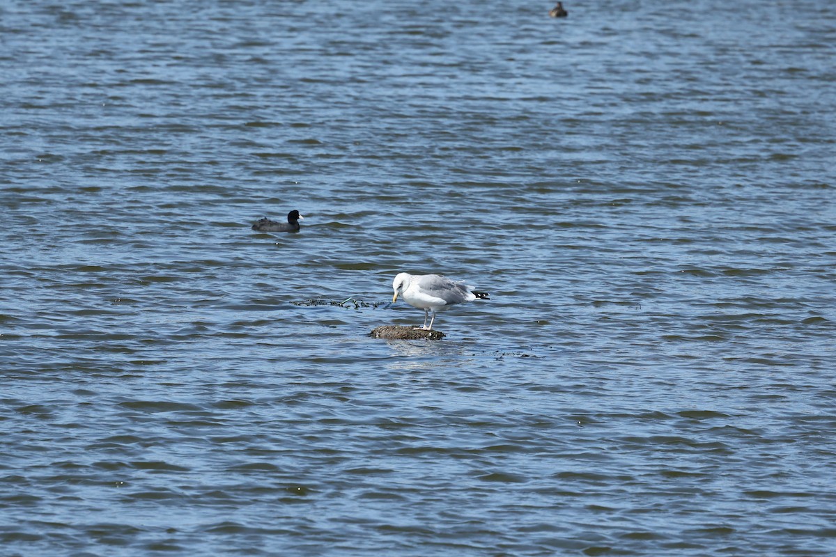 Herring Gull - Rachel Huang