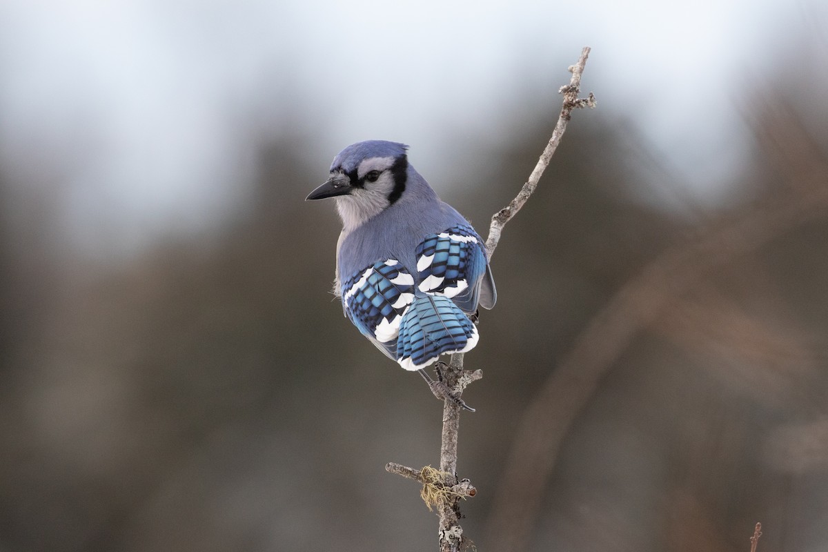 Blue Jay - ML411604311