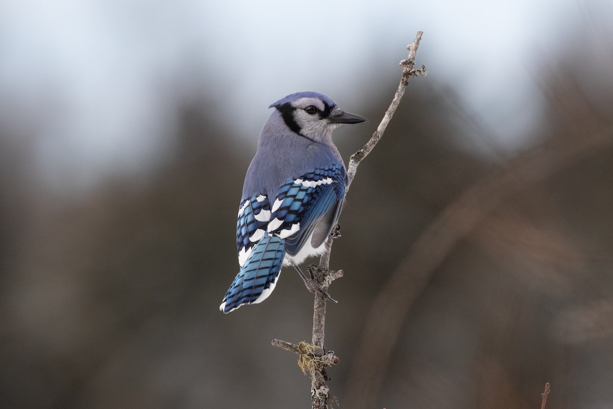 Blue Jay - ML411604341