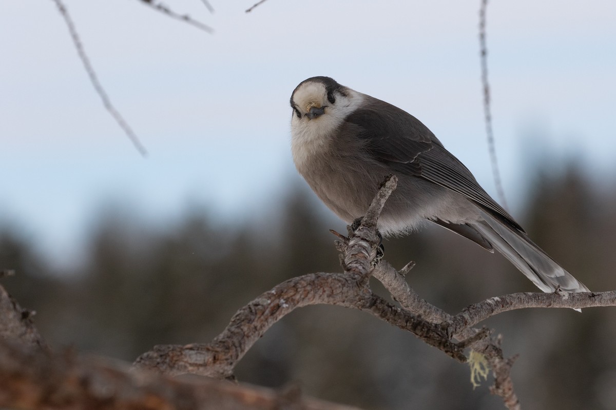 Canada Jay - R M