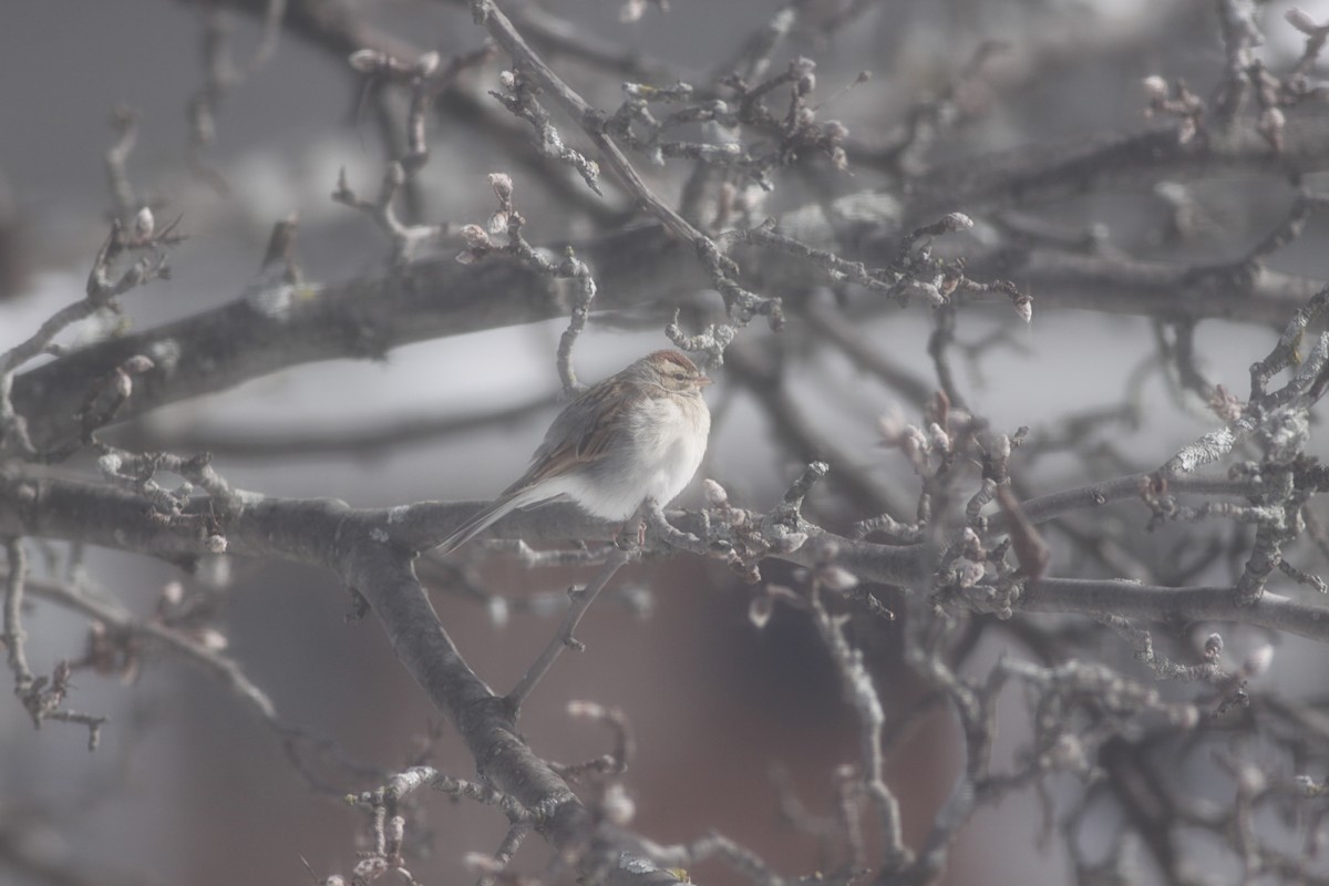 Chipping Sparrow - ML411605741