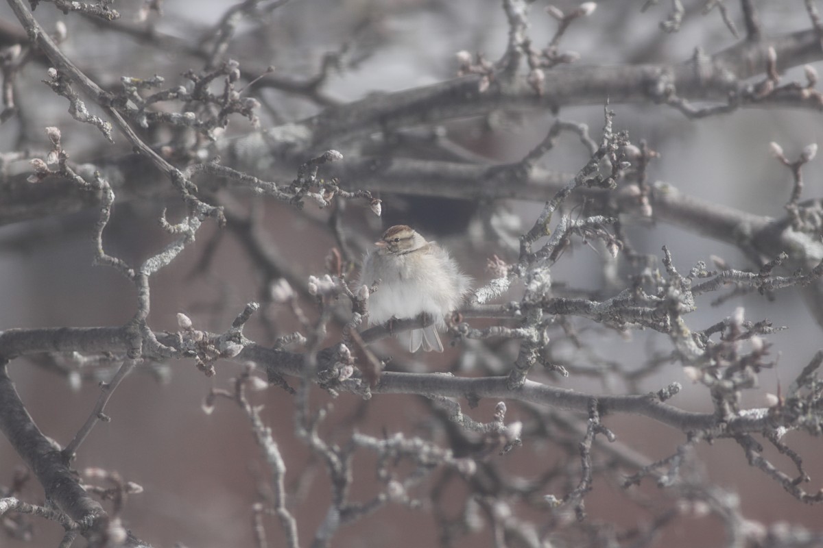 Chipping Sparrow - ML411605751