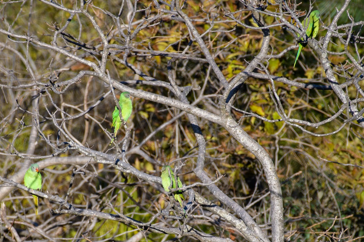 Himalaya Yeşil Papağanı - ML411605891