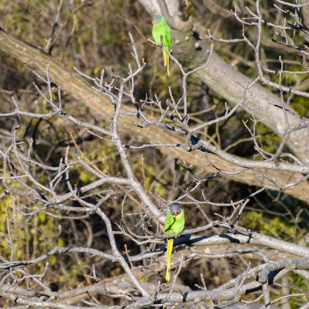Himalaya Yeşil Papağanı - ML411605911