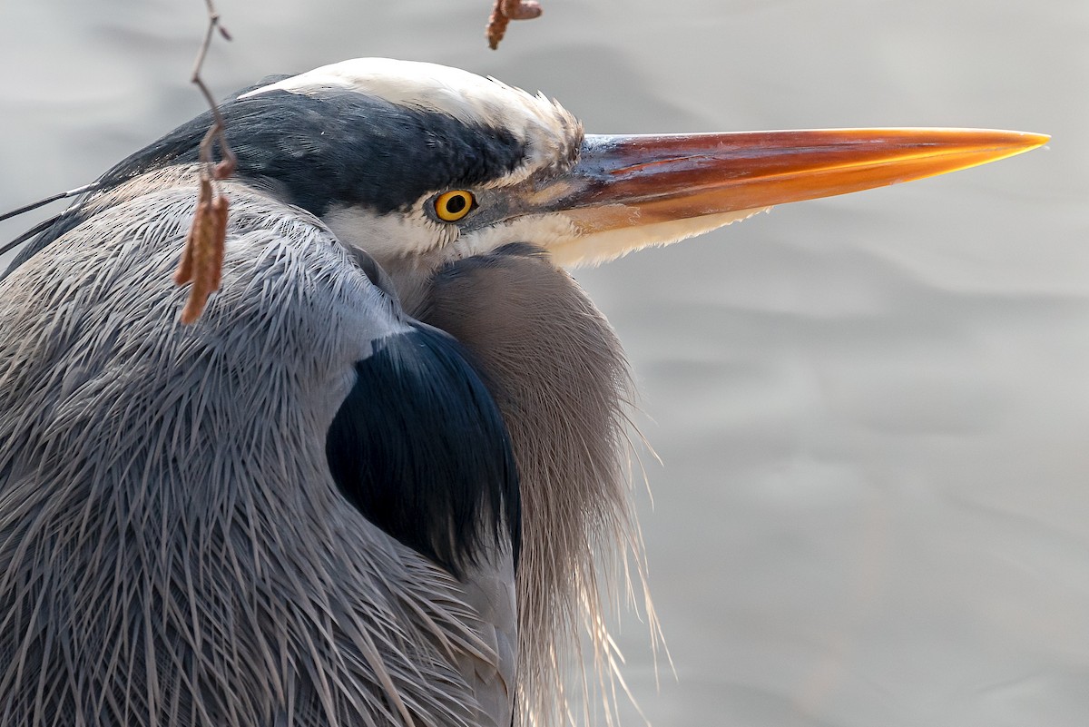 Great Blue Heron - ML411605921