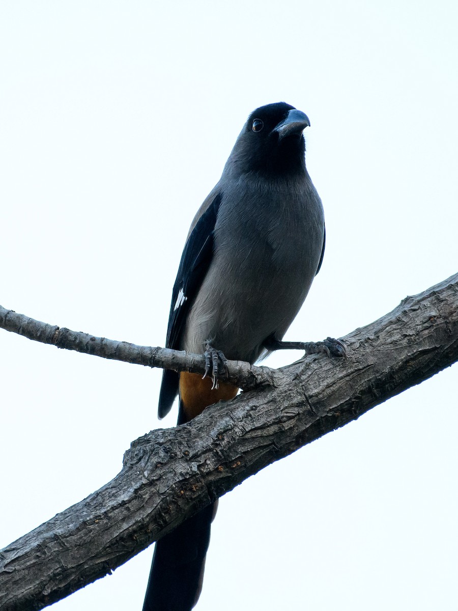 Gray Treepie - Cyril Duran