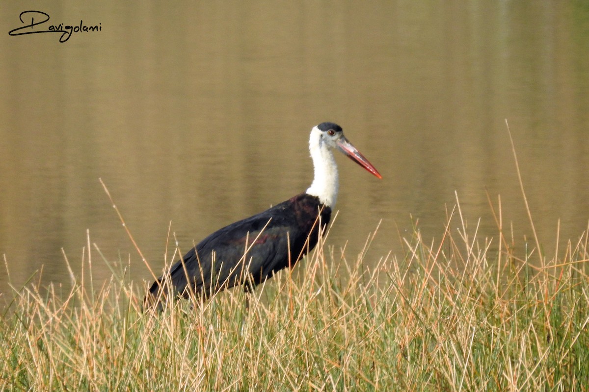 Asian Woolly-necked Stork - ML411606491