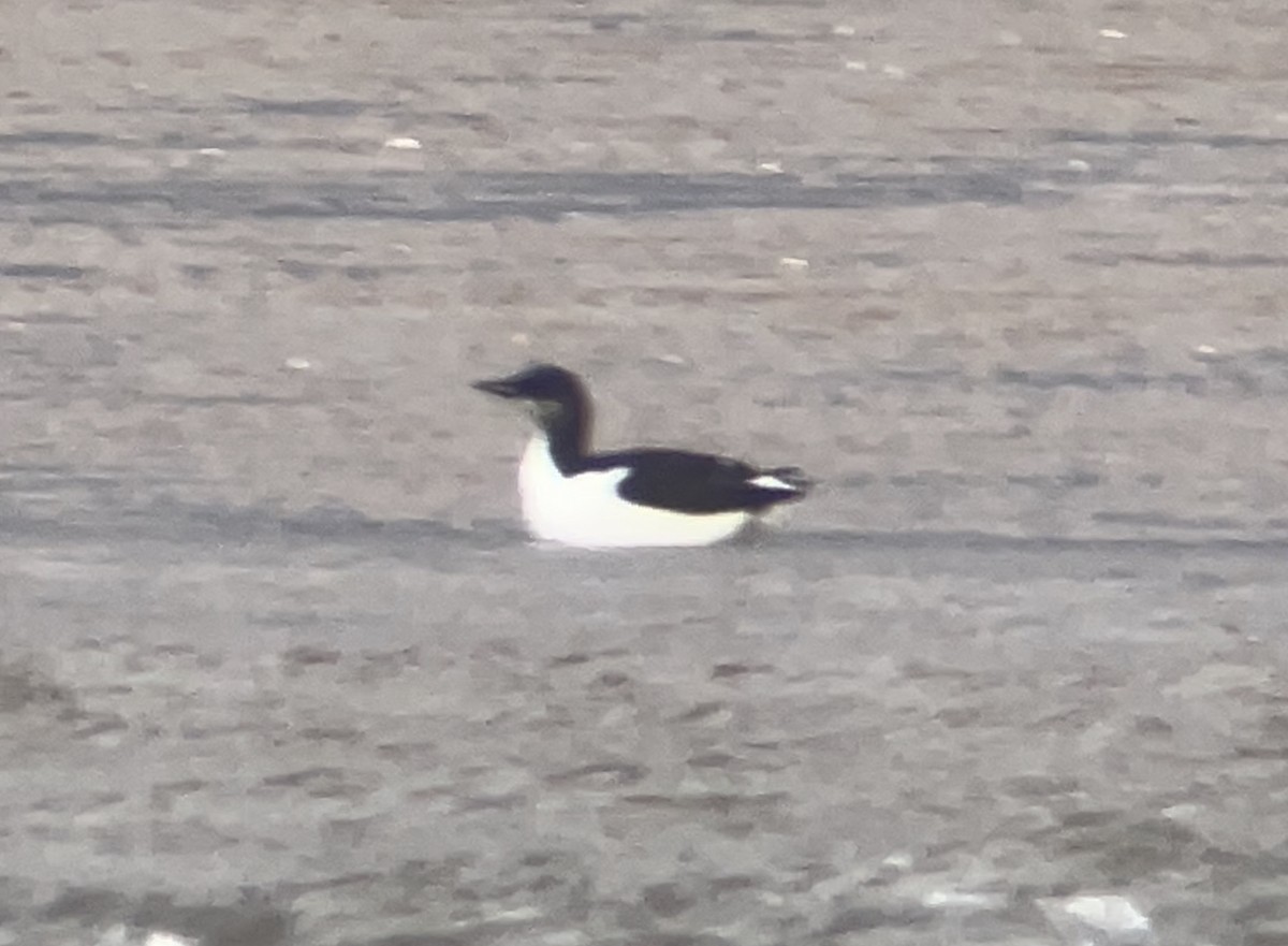 Thick-billed Murre - ML411606771