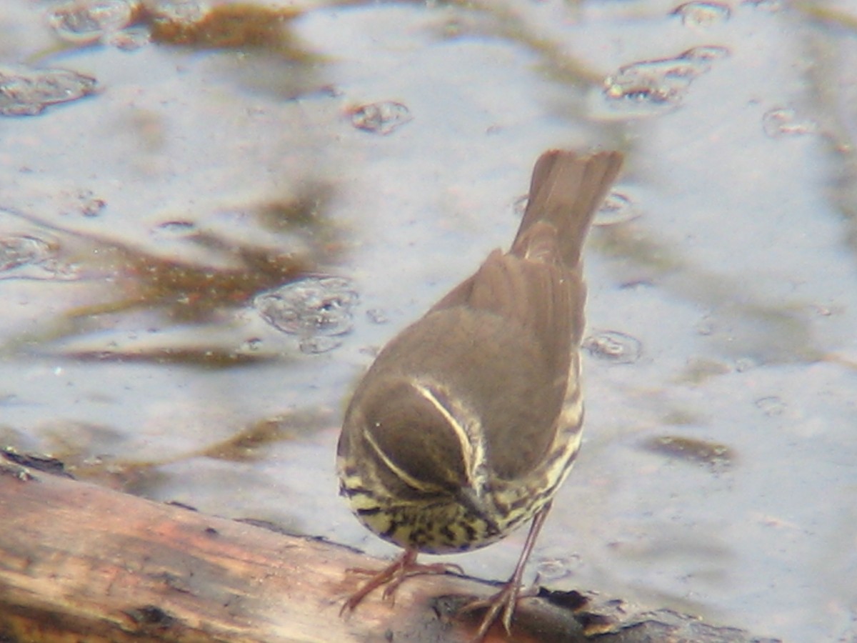 Northern Waterthrush - ML411607031