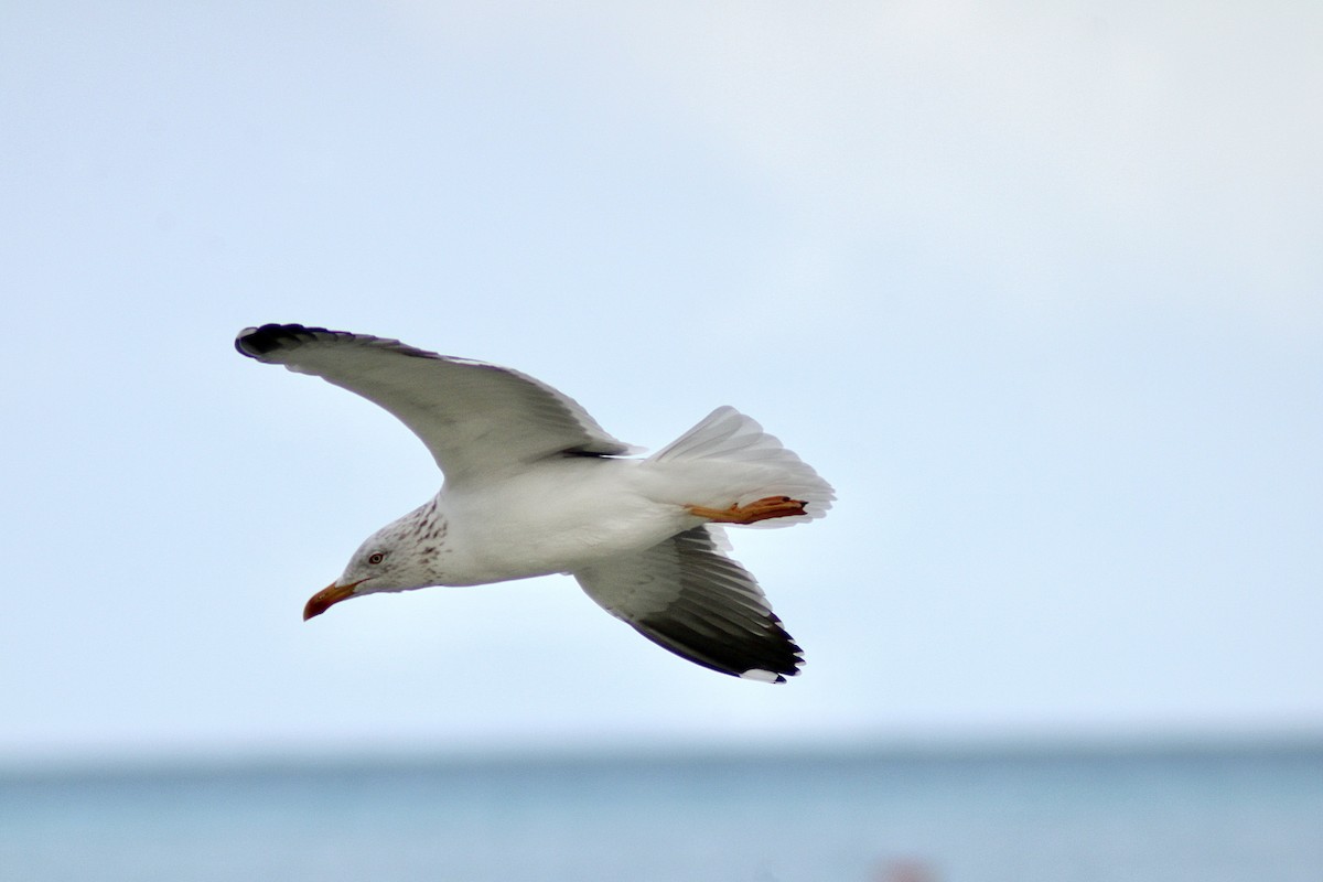 Lesser Black-backed Gull - Eva Bottelli