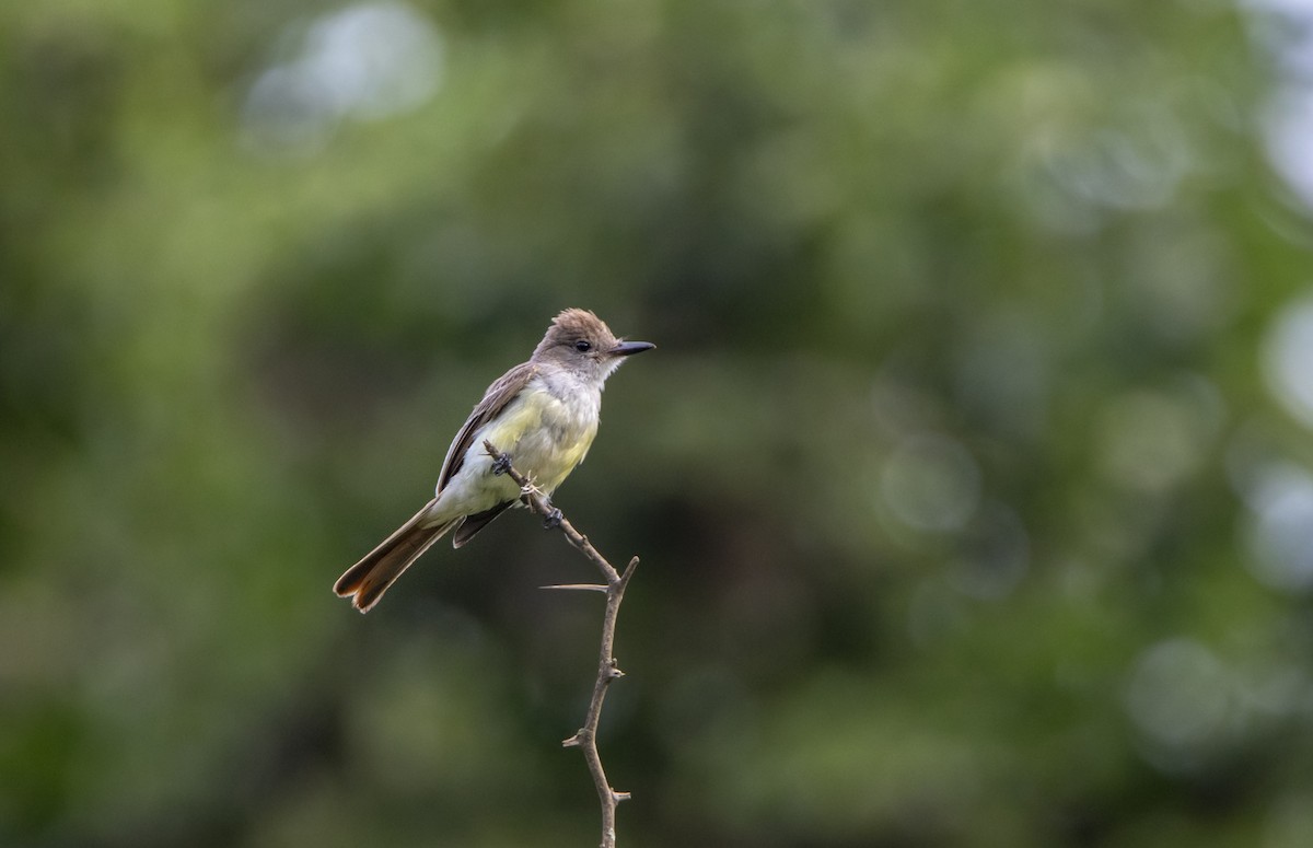 Brown-crested Flycatcher - David F. Belmonte