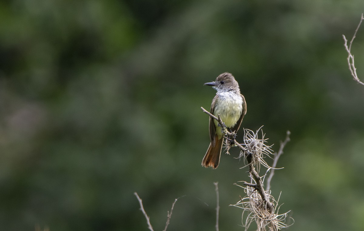 Brown-crested Flycatcher - David F. Belmonte