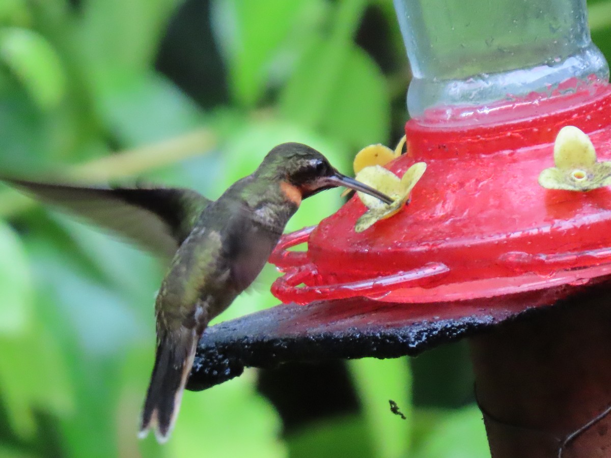 kolibřík světloocasý - ML411610021