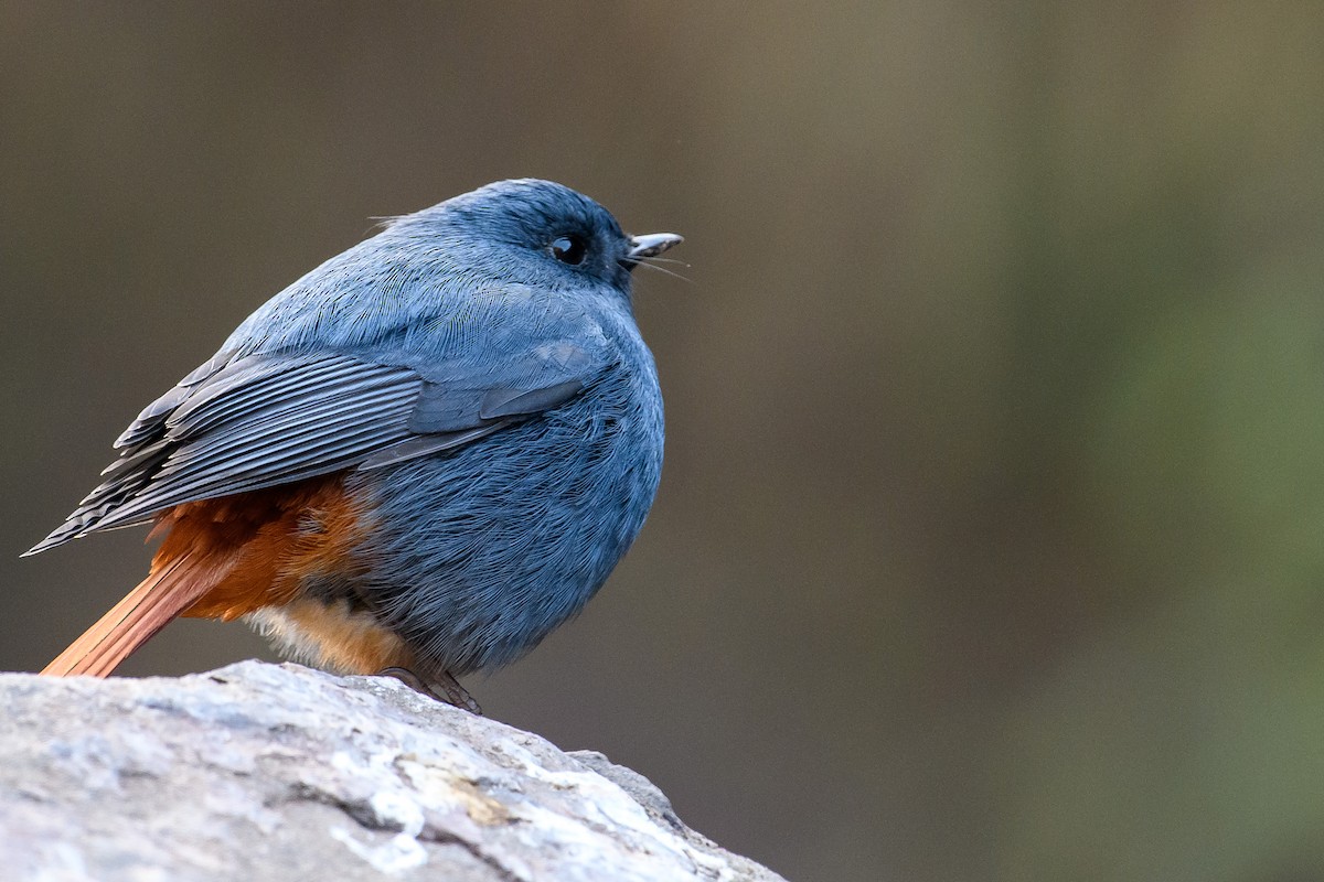 Plumbeous Redstart - ML411610211