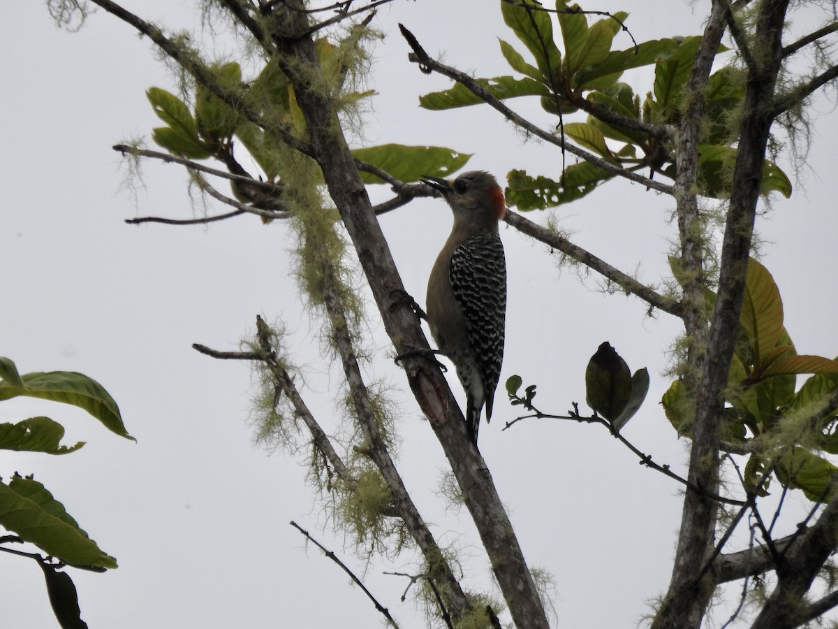 Red-crowned Woodpecker - ML411611021