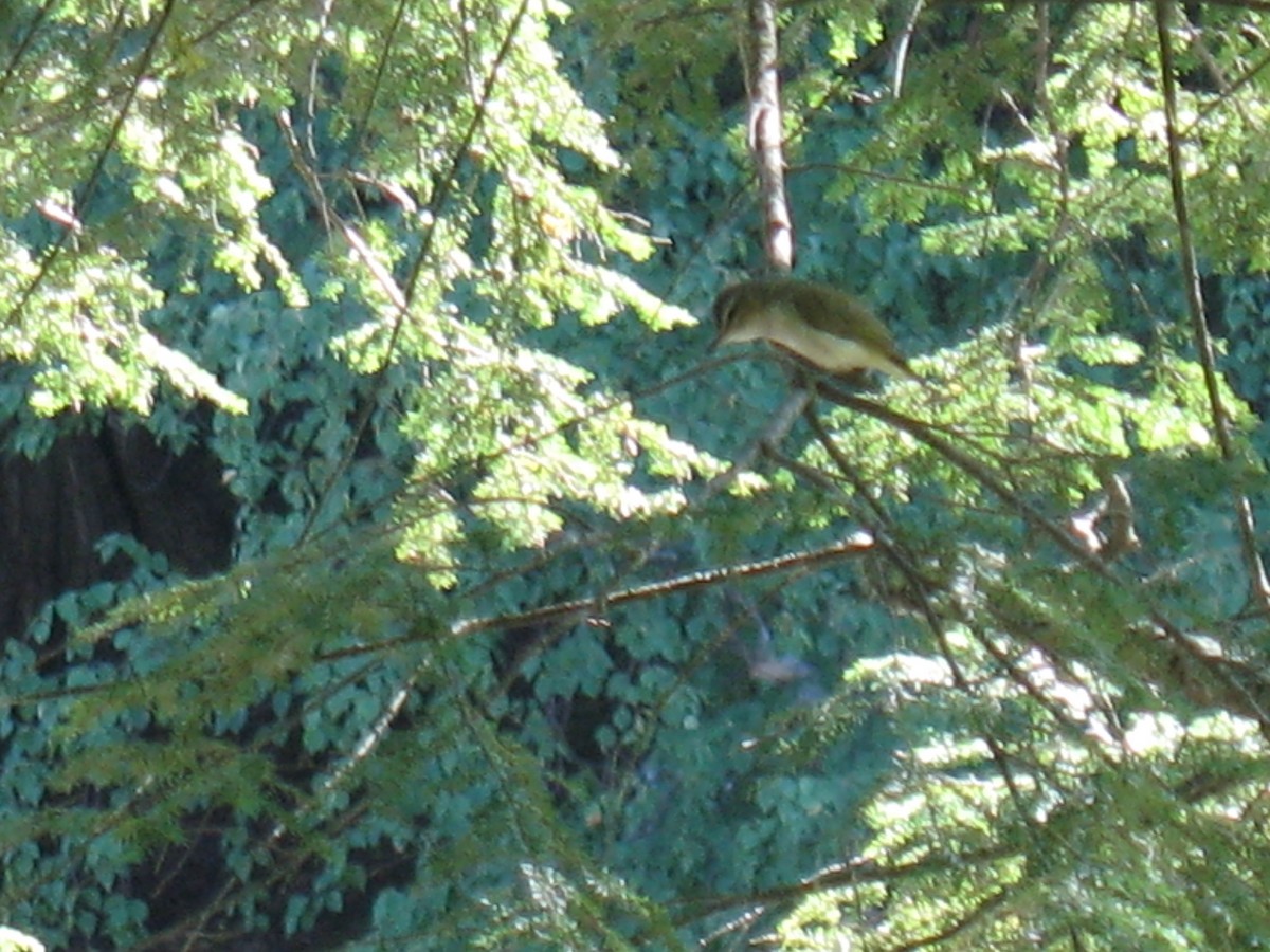 Red-eyed Vireo - ML411611281