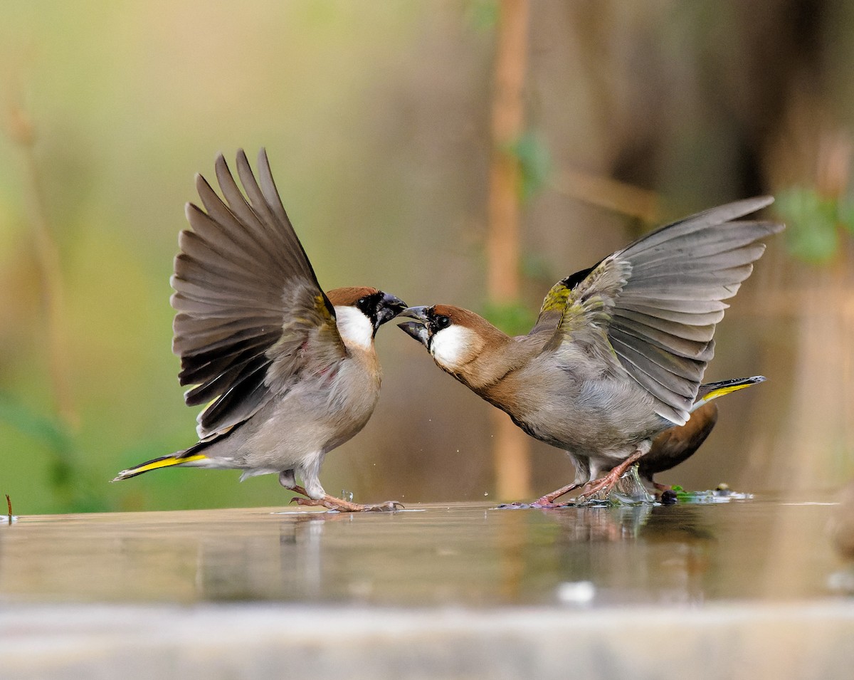 Arabian Grosbeak - ML411611991