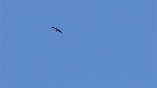 Plain Swift - ML411612511