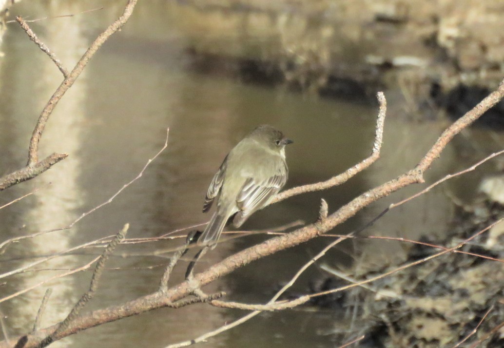 Eastern Phoebe - ML411616161
