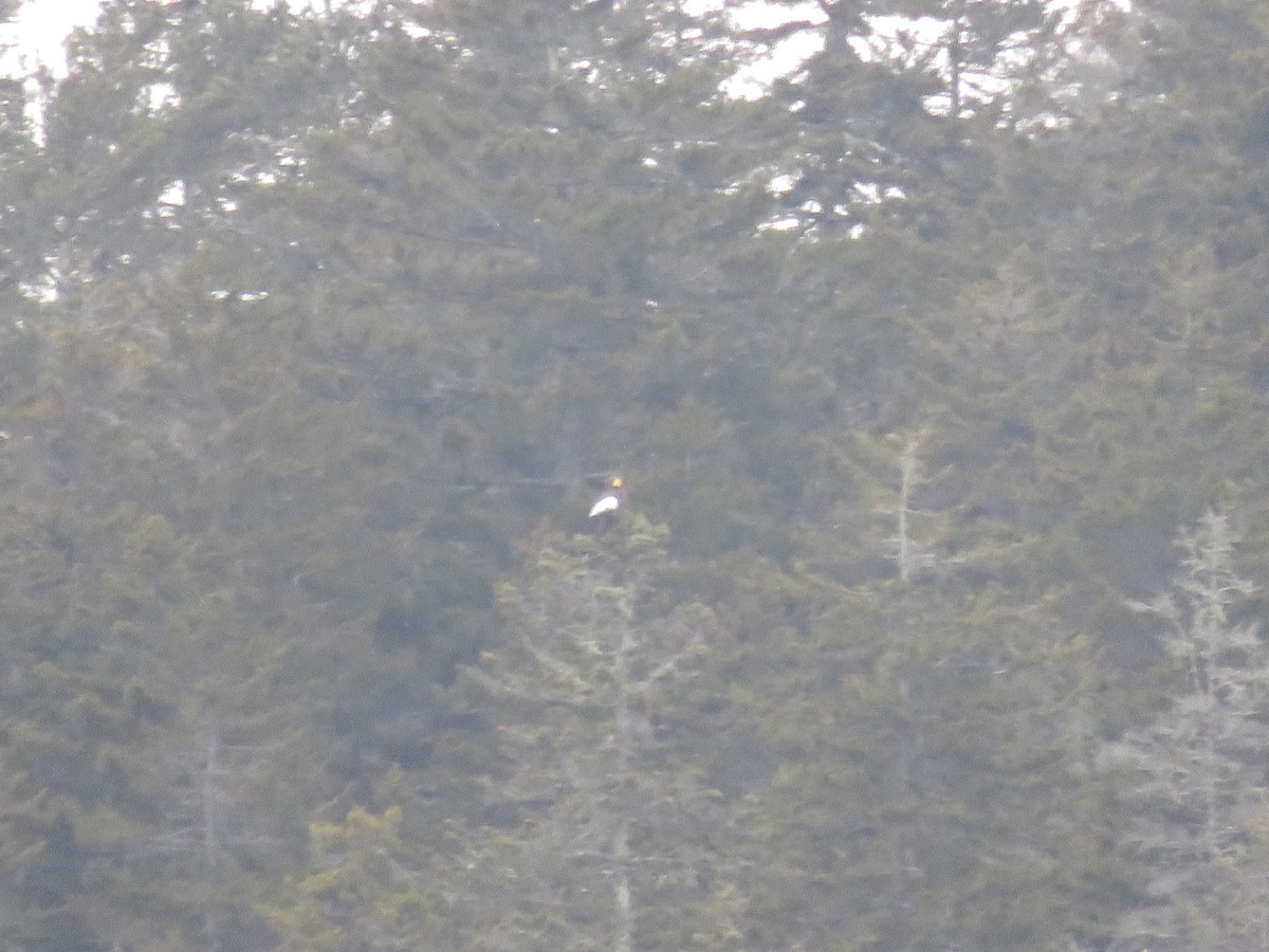 Steller's Sea-Eagle - ML411616541