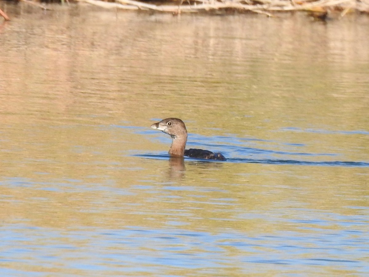 Pied-billed Grebe - ML411617901