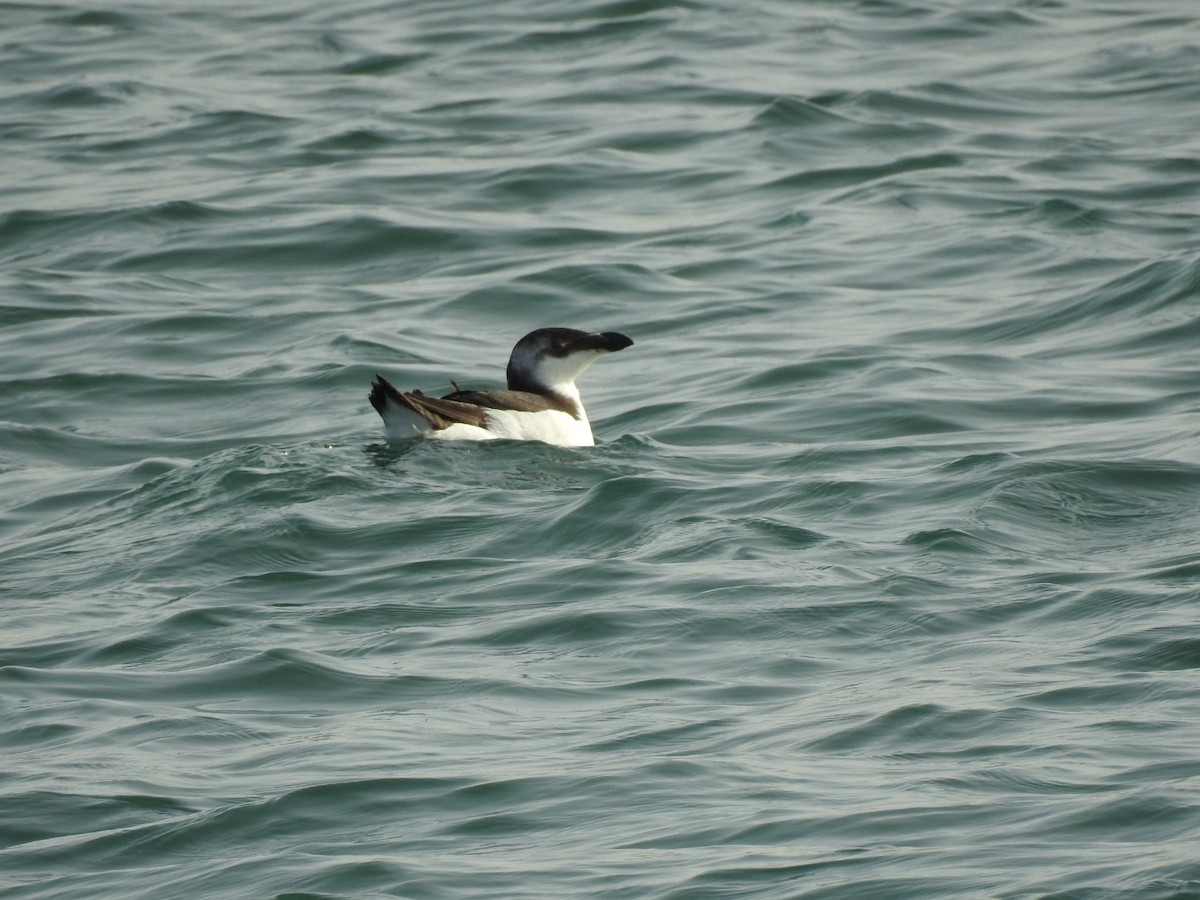 Razorbill - ML411620471