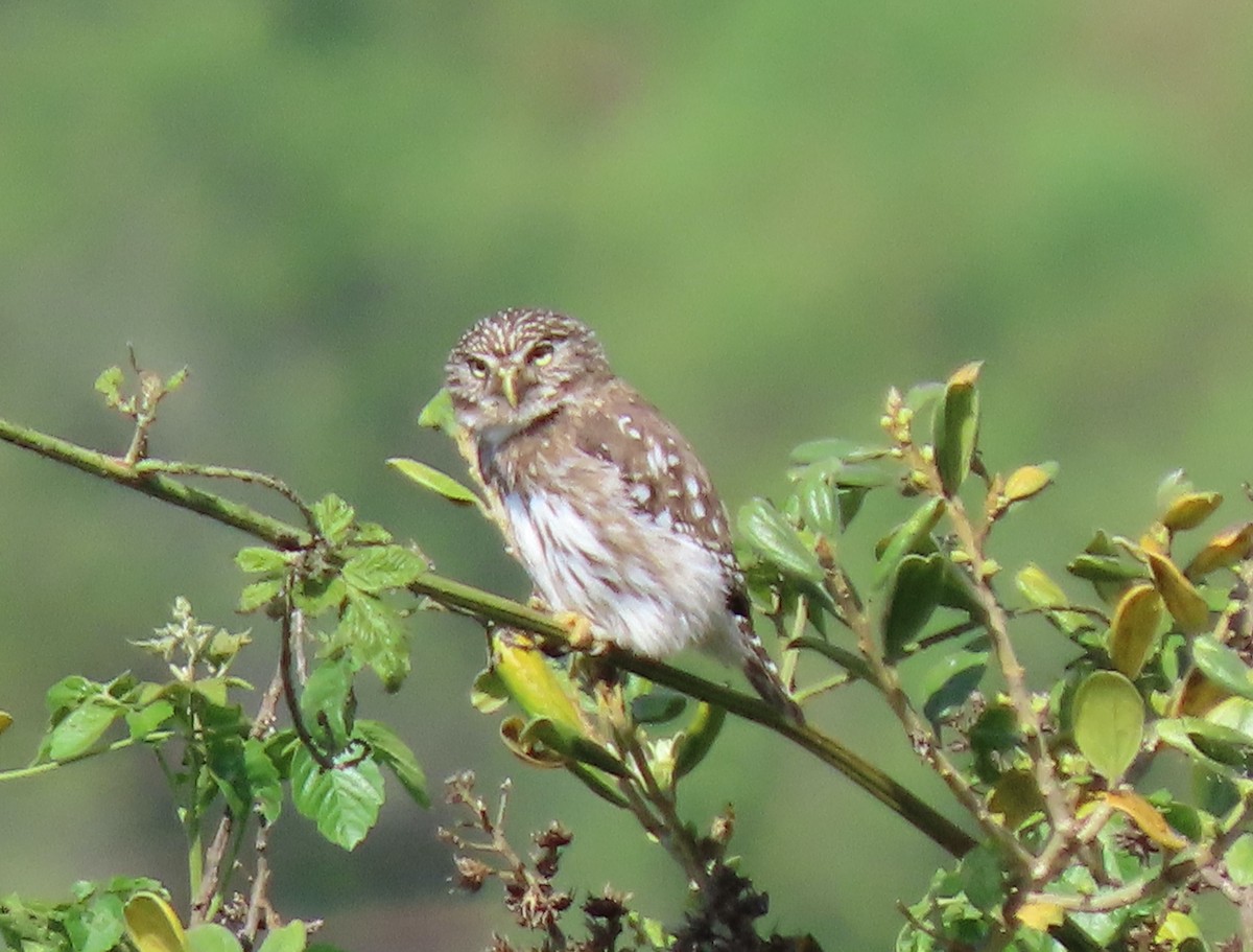 Peruvian Pygmy-Owl - ML411620771