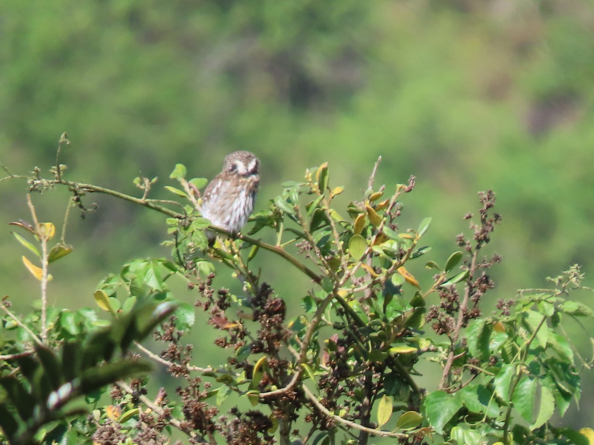 Peruvian Pygmy-Owl - ML411620941