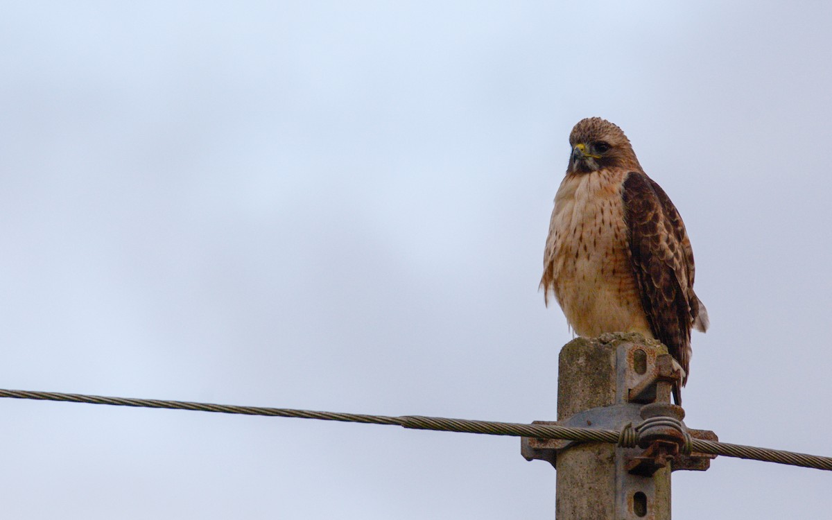 Red-tailed Hawk - Luis Trinchan