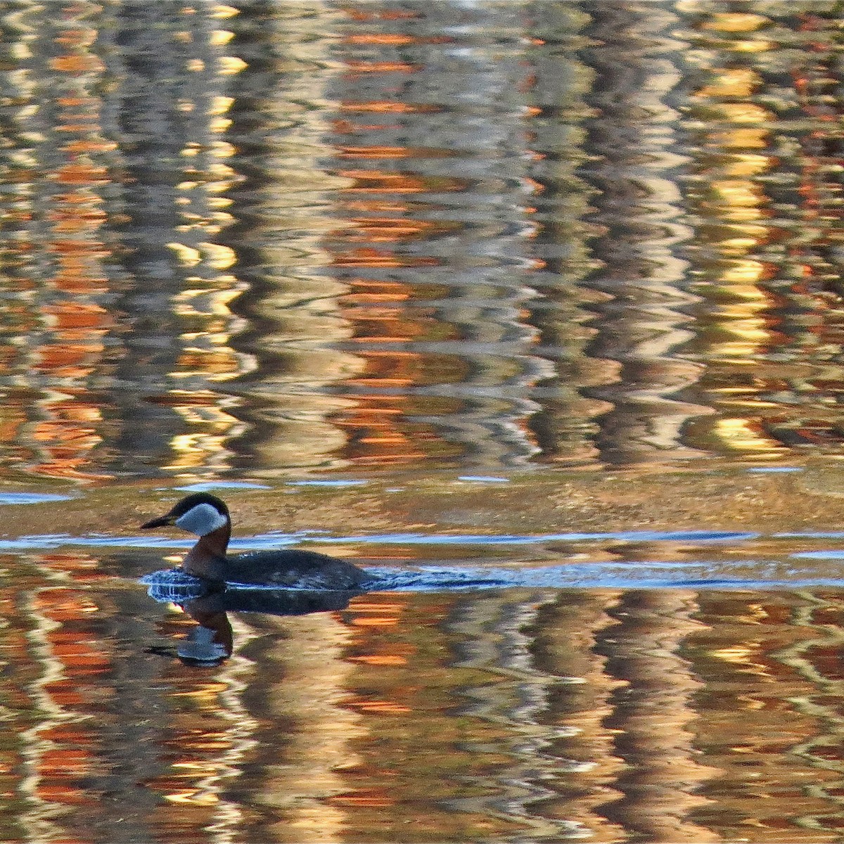 Red-necked Grebe - Erkki Lehtovirta