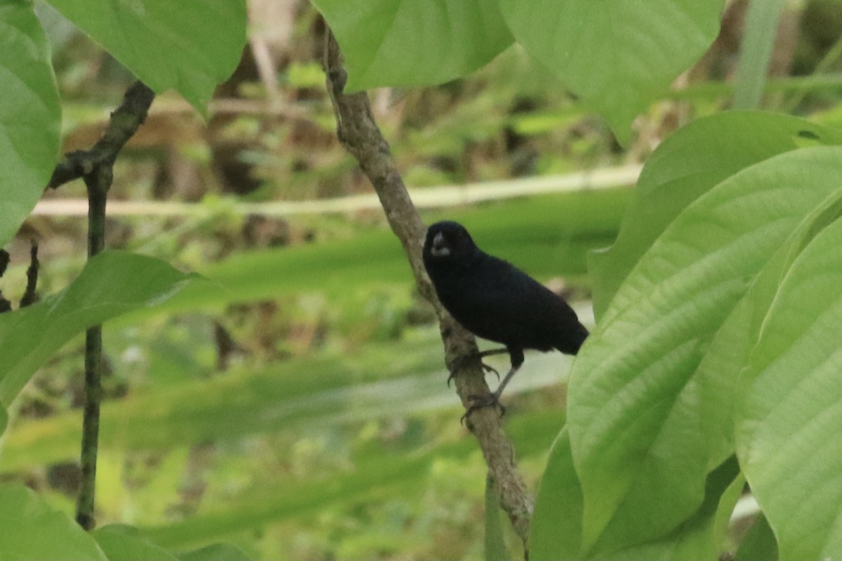 Variable Seedeater - Michele Swartout