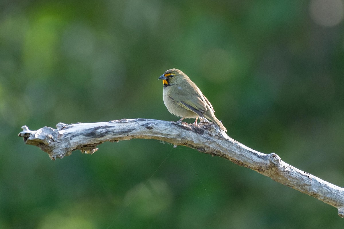 Yellow-faced Grassquit - ML411625791