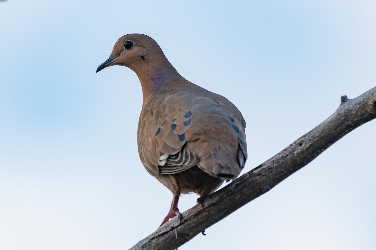 Zenaida Dove - ML411626151