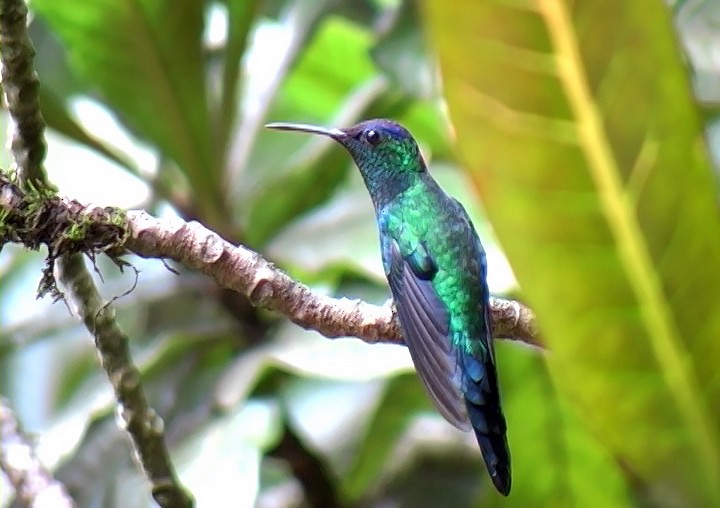 kolibřík fialovotemenný - ML411626261