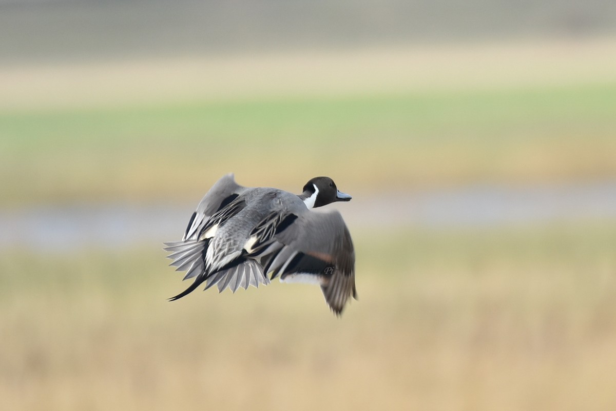 Northern Pintail - Javier Pi Vallina