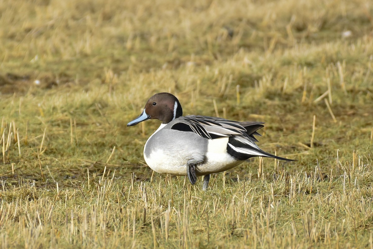 Northern Pintail - Javier Pi Vallina