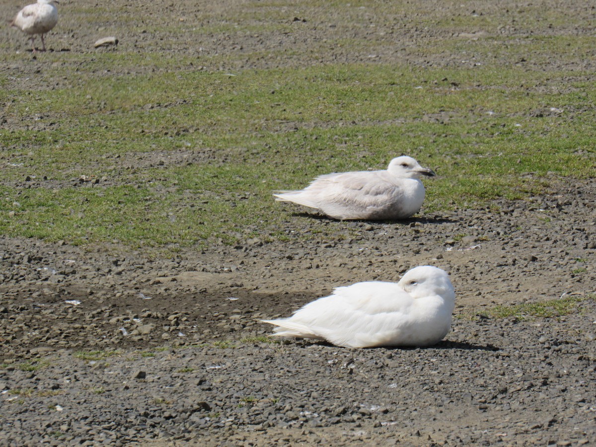 Glaucous Gull - ML411627671