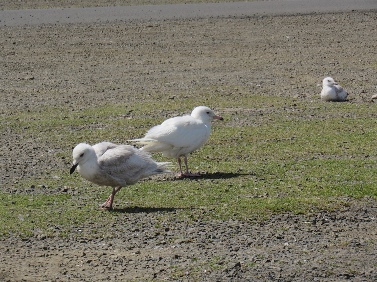 Glaucous Gull - ML411627751