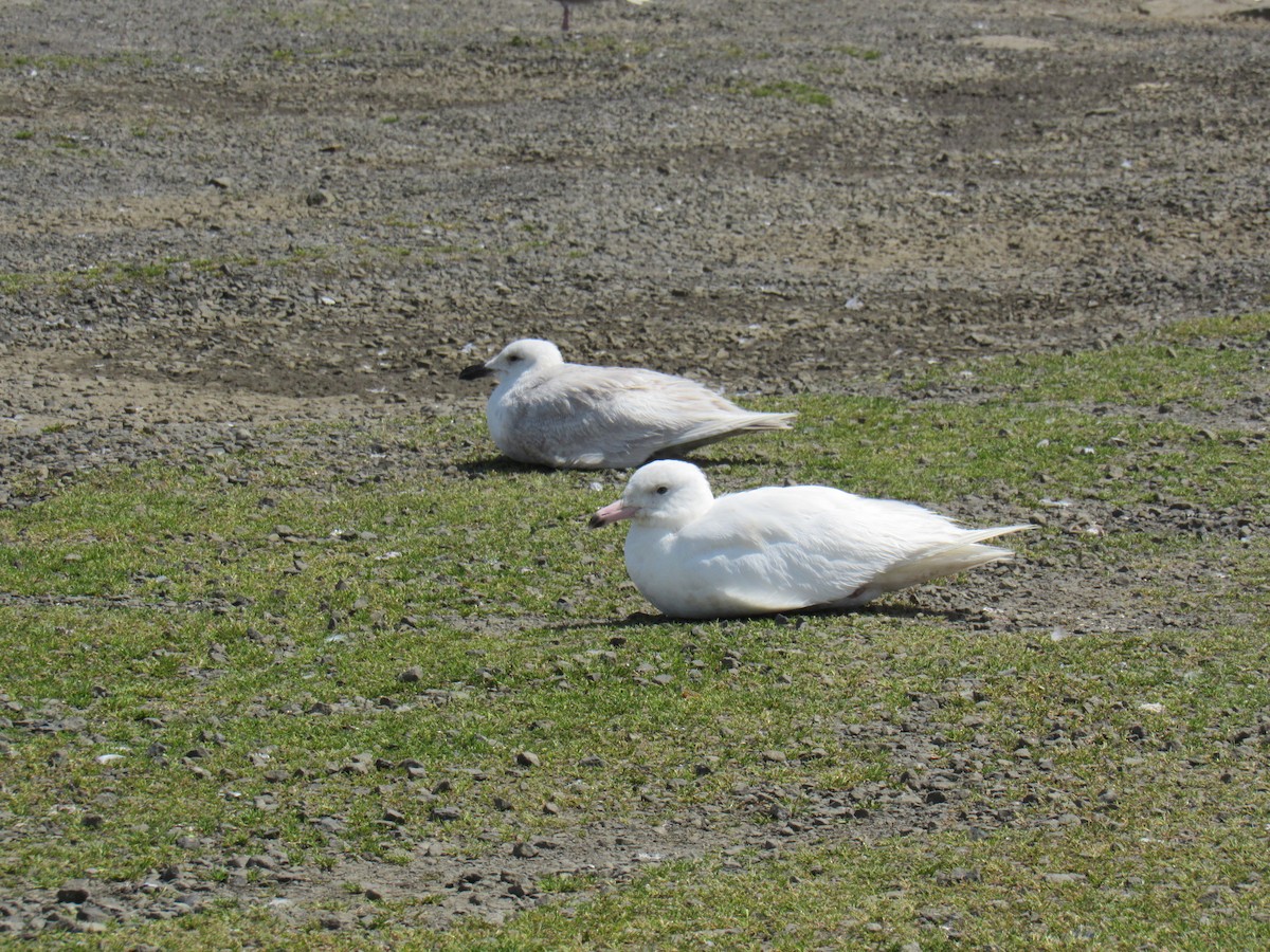 Glaucous Gull - Peter Nelson