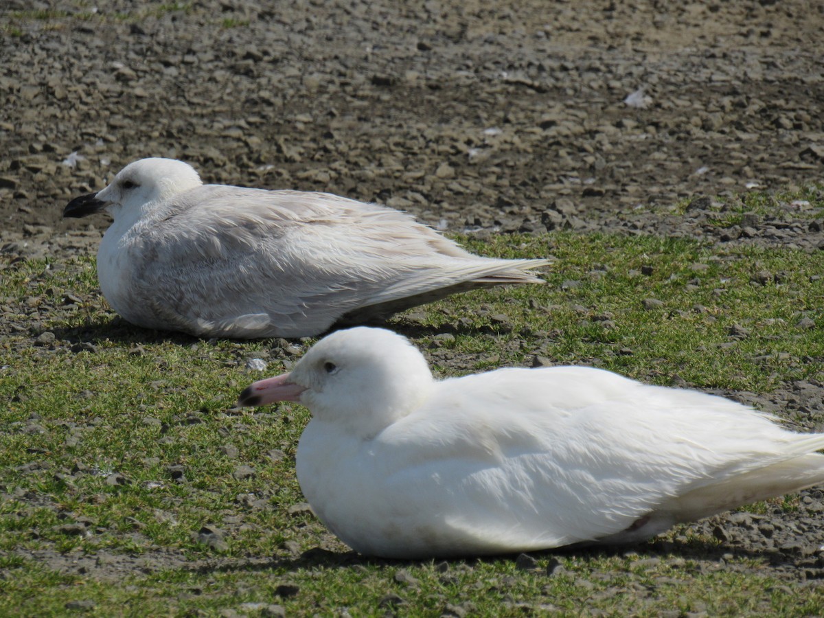 Glaucous Gull - Peter Nelson