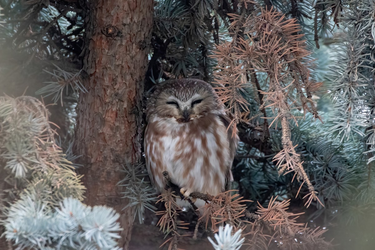 Northern Saw-whet Owl - ML411628141